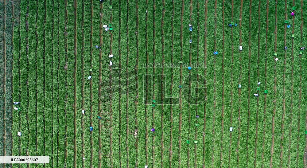 Vegetable Basket Base