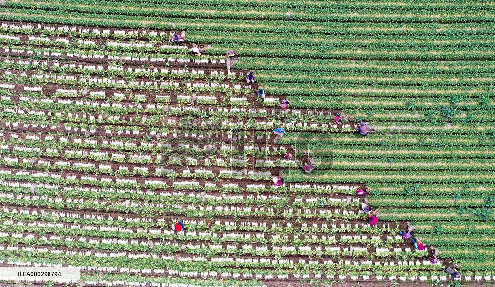 Villagers Harvesting Radishes In Off-season