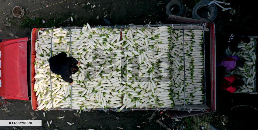 Villagers Harvesting Radishes In Off-season