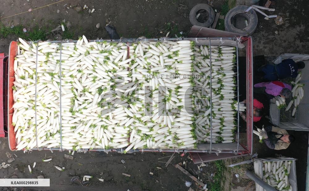 Villagers Harvesting Radishes In Off-season