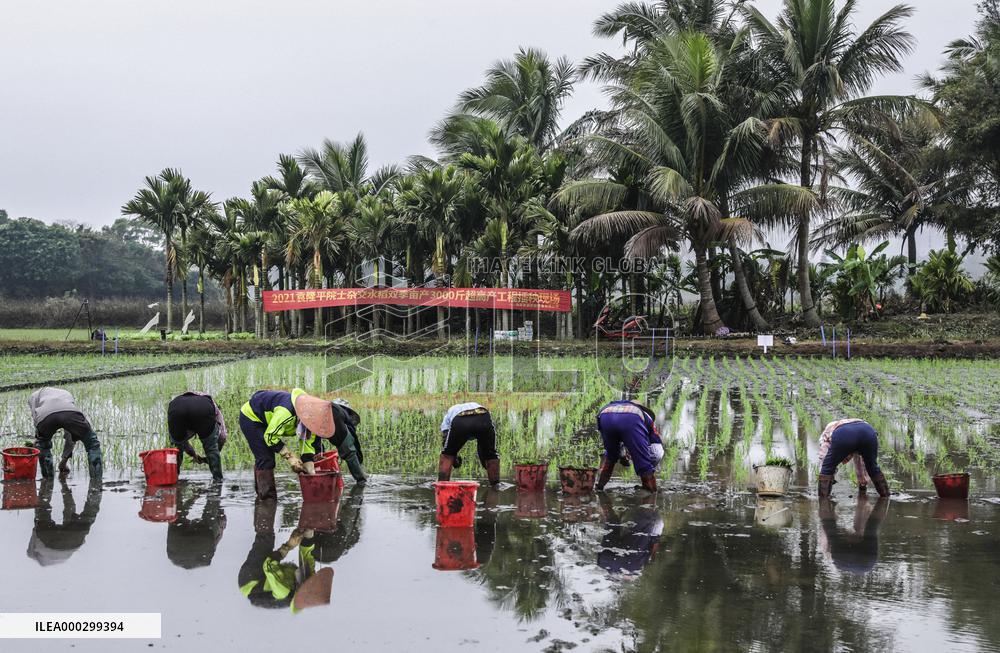 Yuan Longping Hybrid Rice