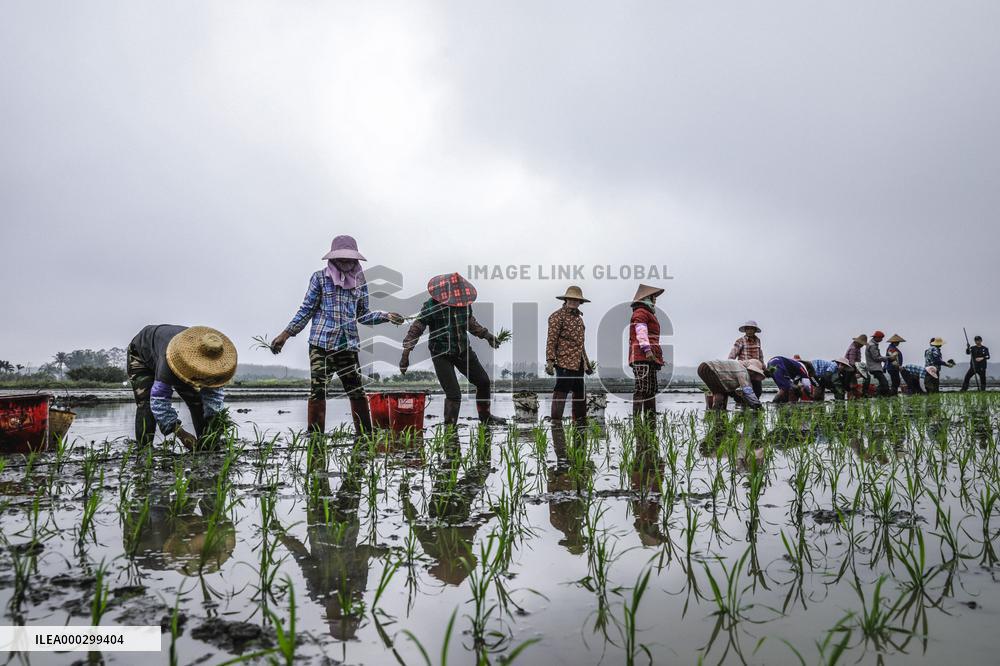 Yuan Longping Hybrid Rice