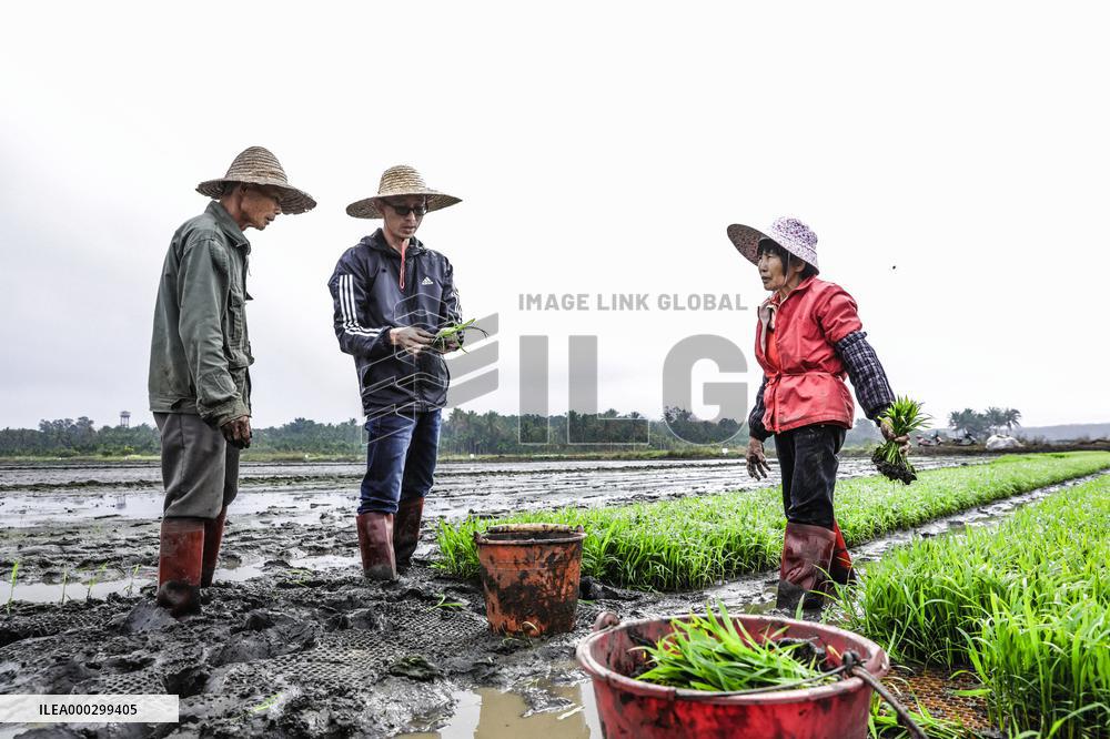 Yuan Longping Hybrid Rice