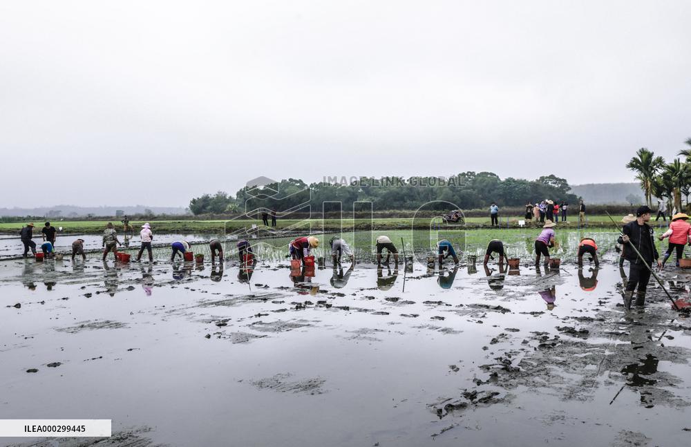 Yuan Longping Hybrid Rice