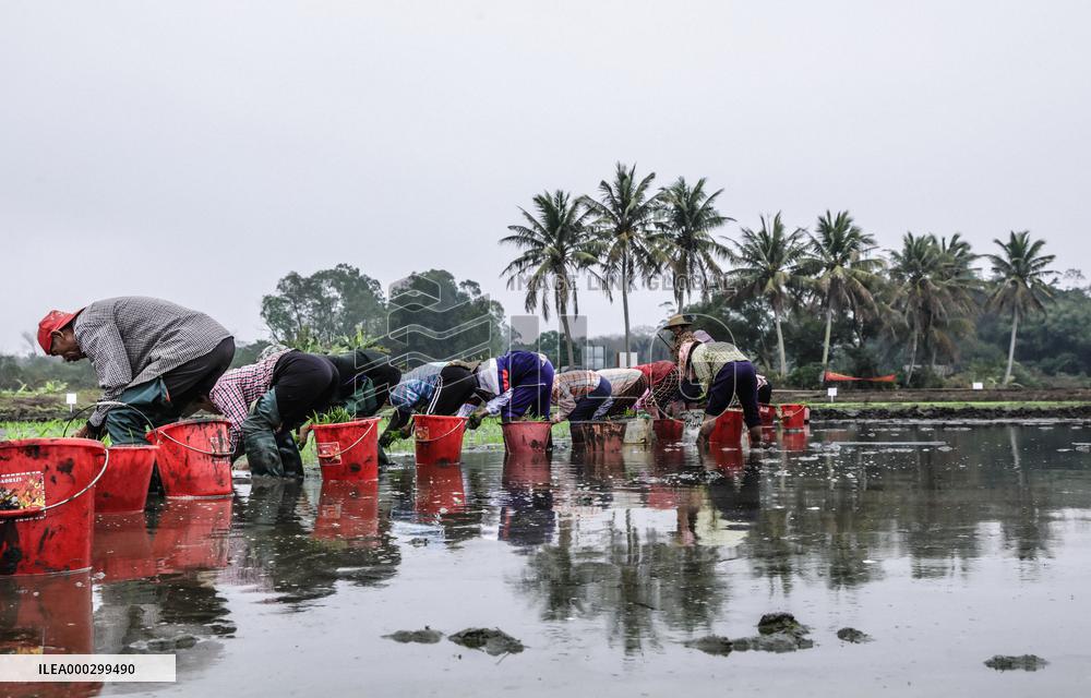 Yuan Longping Hybrid Rice