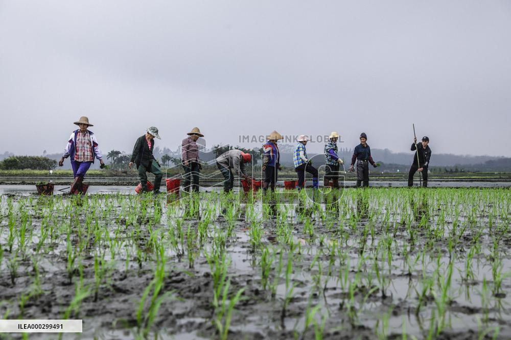 Yuan Longping Hybrid Rice