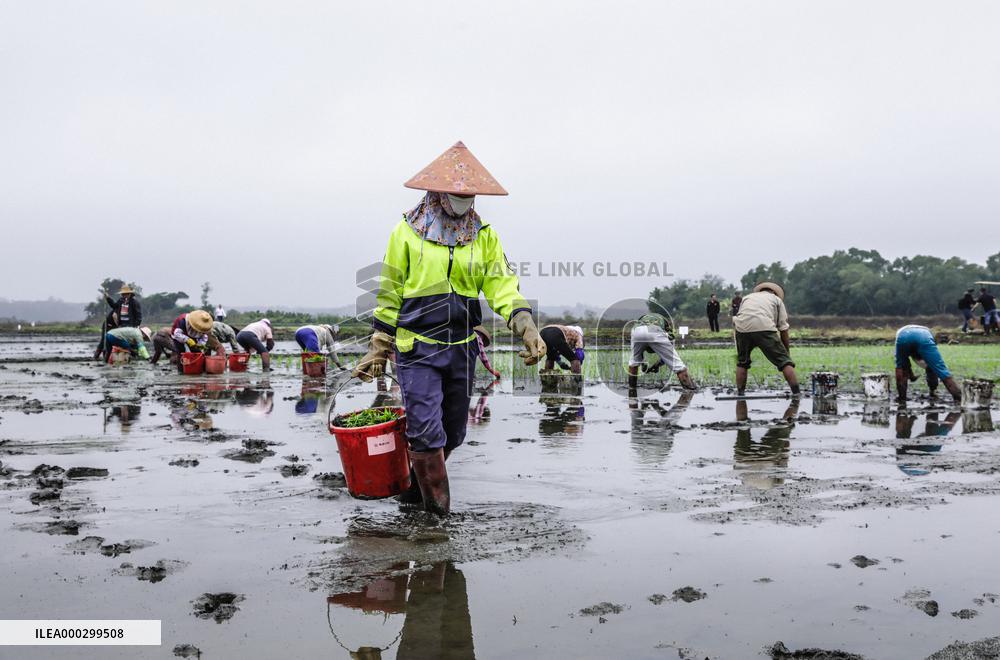 Yuan Longping Hybrid Rice