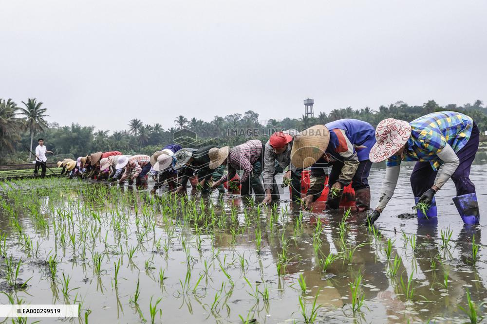 Yuan Longping Hybrid Rice
