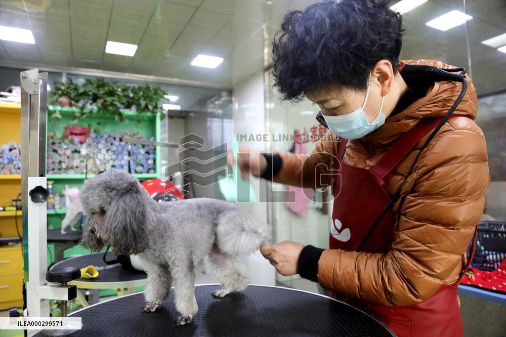 Pet Foster Care During Spring Festival