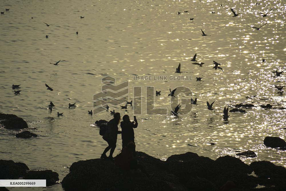 Tourists Watch Seagulls