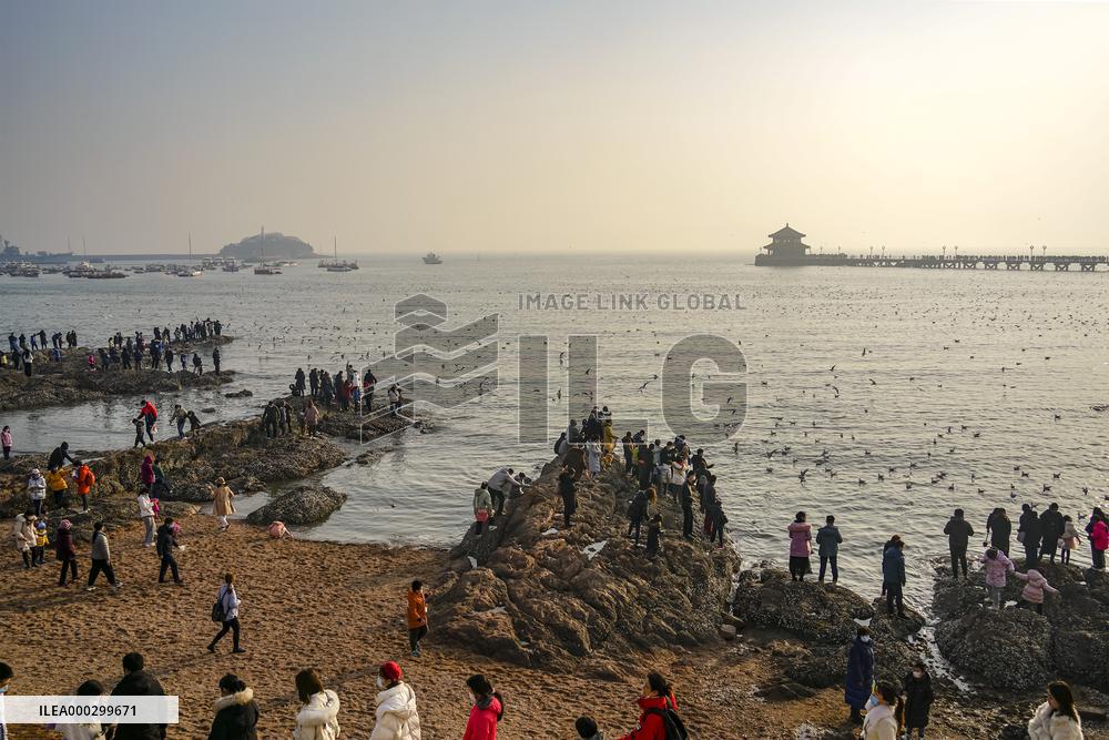 Tourists Watch Seagulls