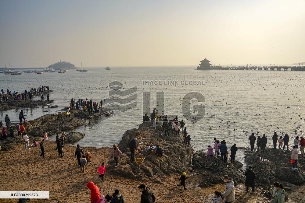 Tourists Watch Seagulls