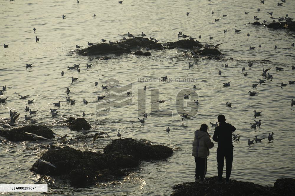 Tourists Watch Seagulls