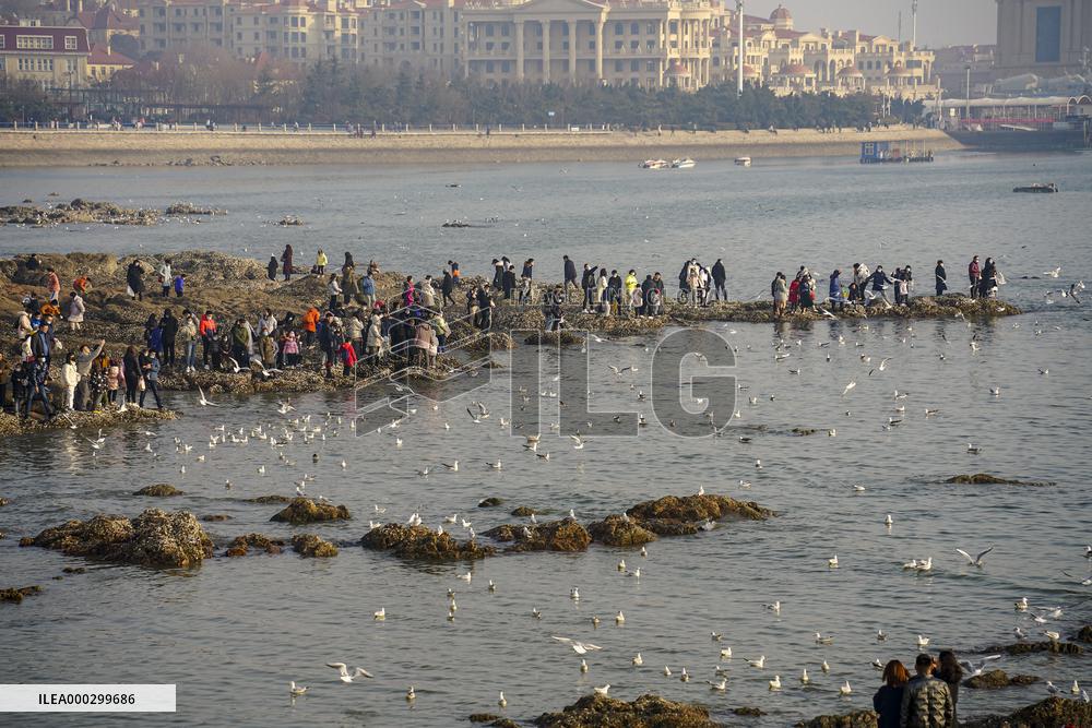 Tourists Watch Seagulls