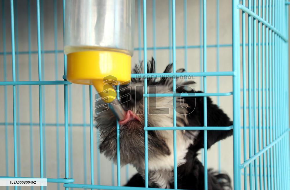Pet Foster Care During Spring Festival