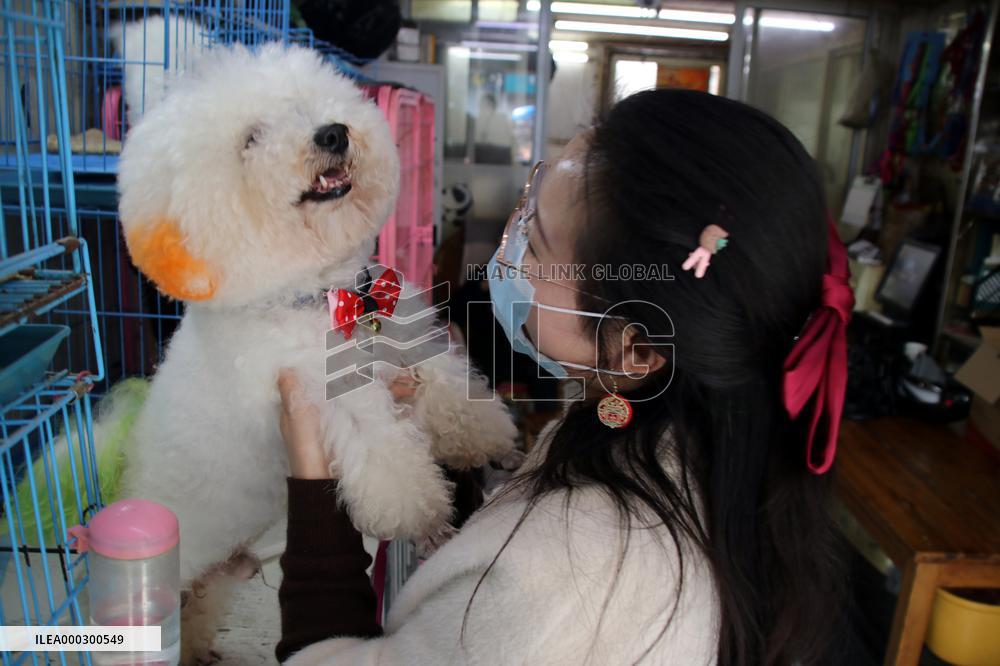 Pet Foster Care During Spring Festival