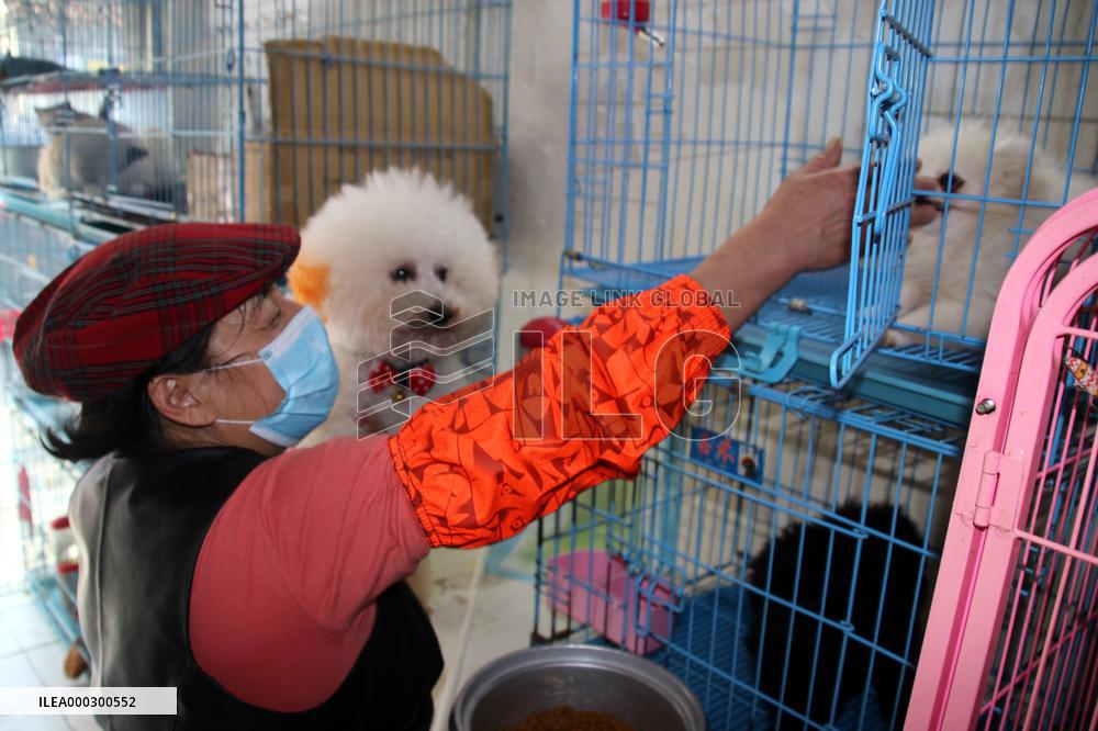 Pet Foster Care During Spring Festival