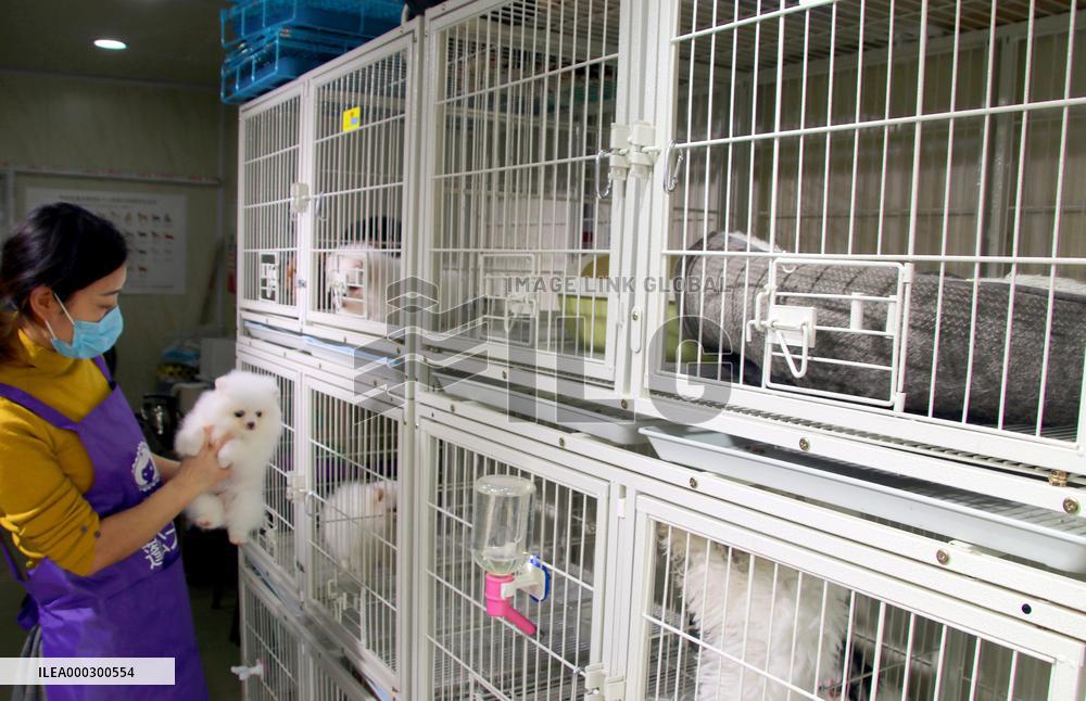 Pet Foster Care During Spring Festival