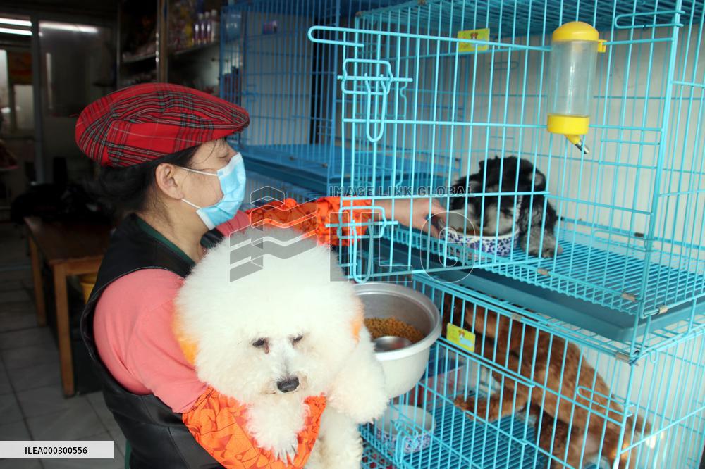 Pet Foster Care During Spring Festival