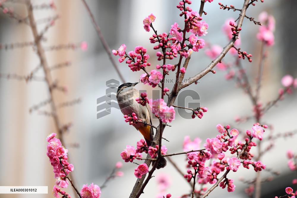 Spring Flowers Bloom