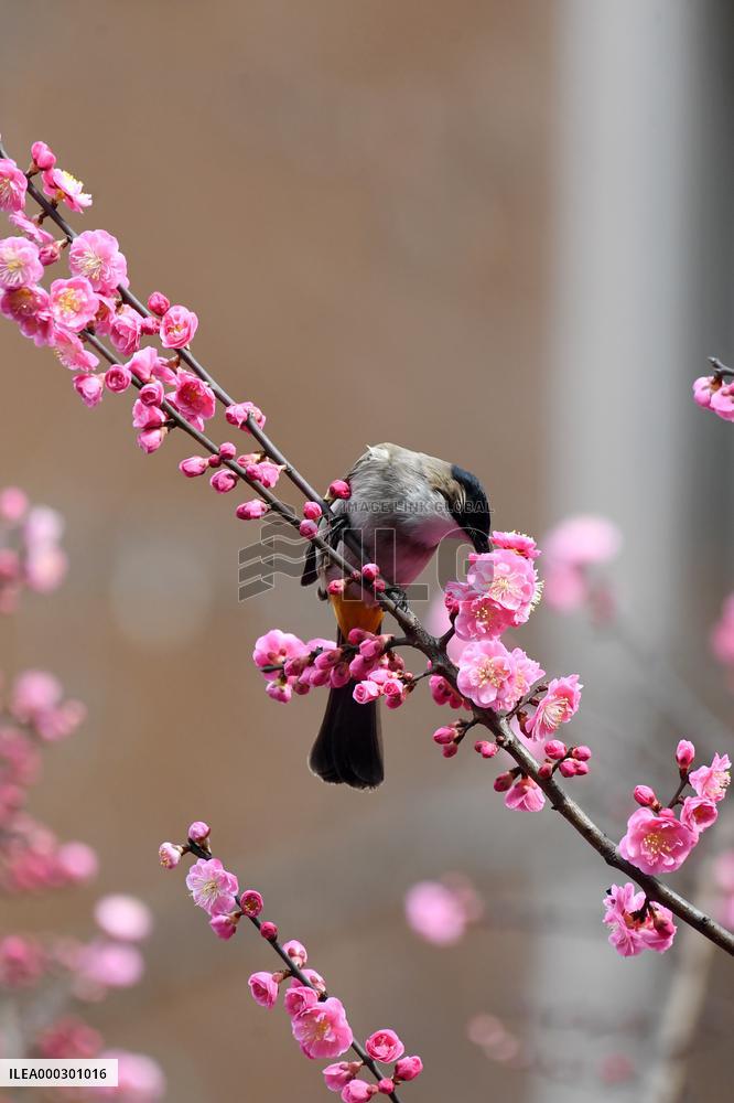 Spring Flowers Bloom