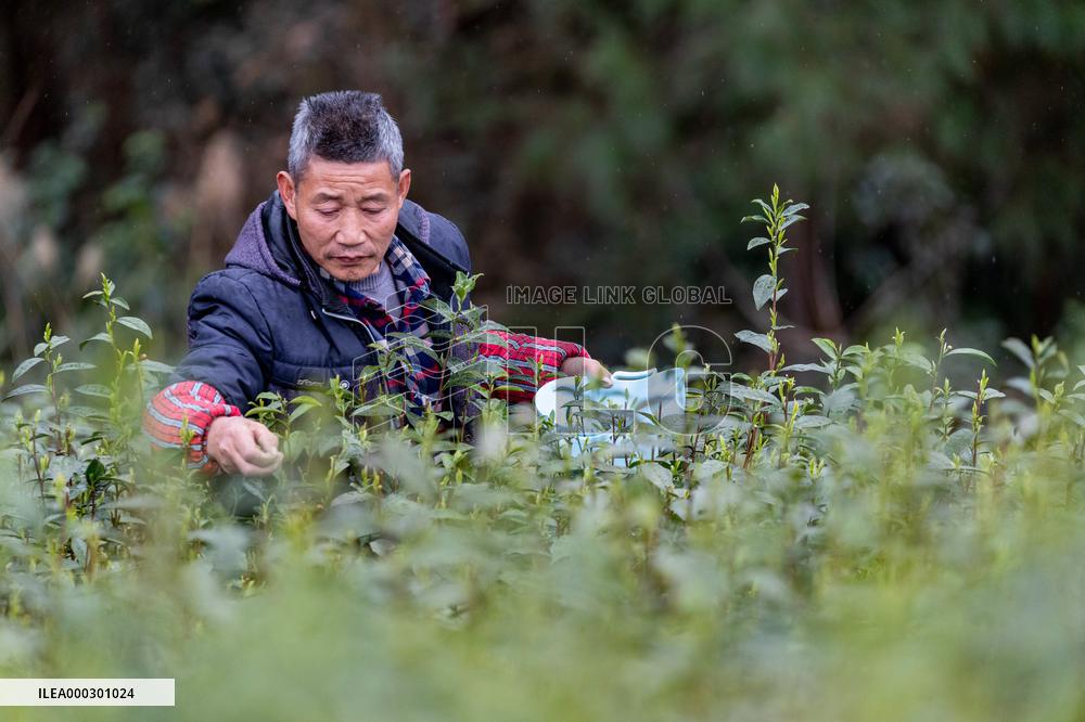 Early Spring Tea