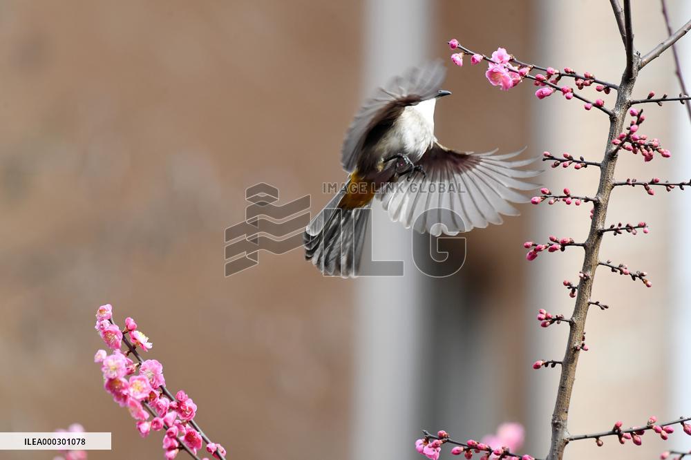 Spring Flowers Bloom