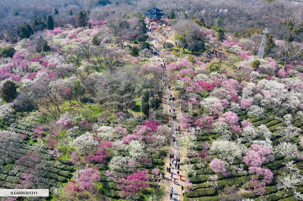 The Best Plum Mountain In The World