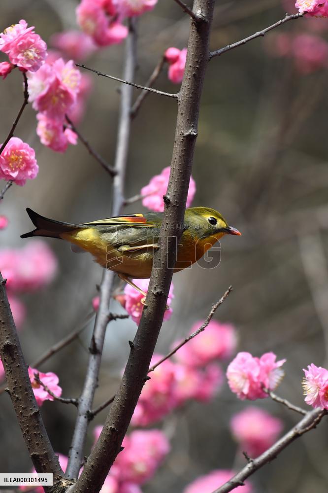 Xiangsi Bird