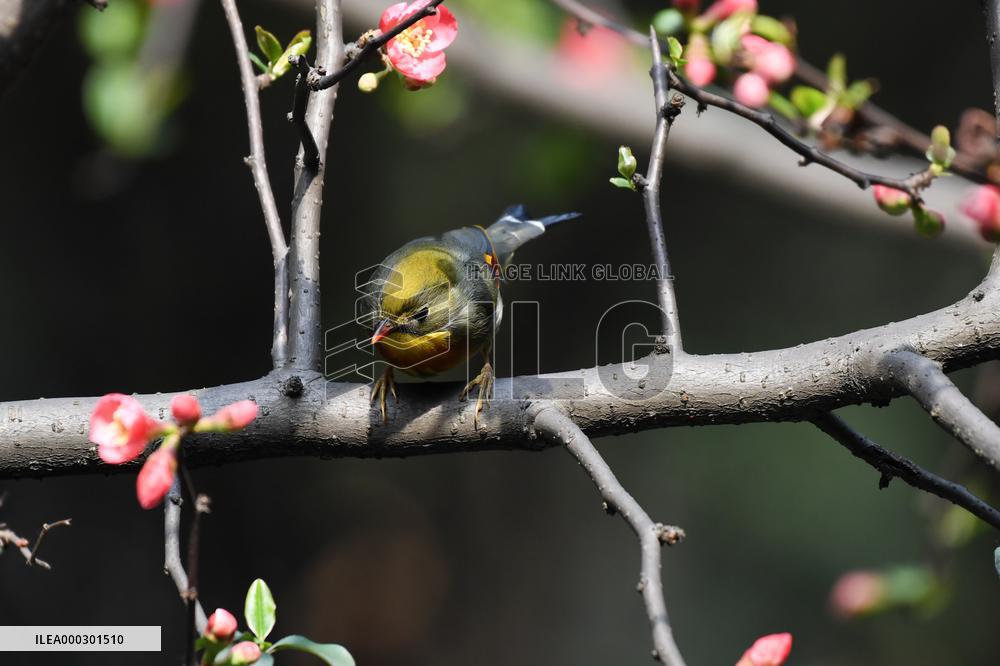 Xiangsi Bird