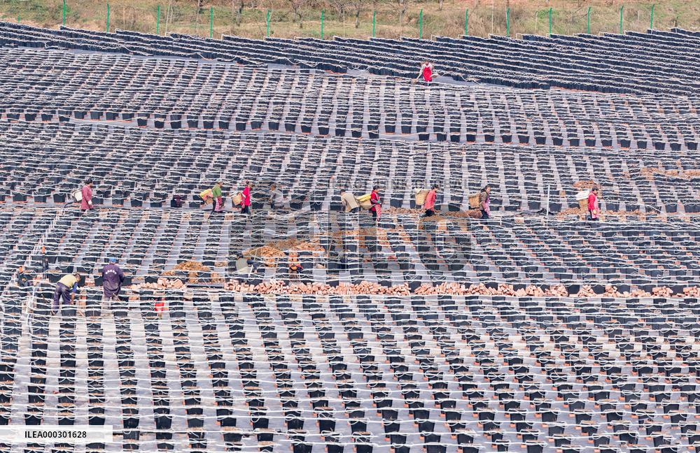 Blueberry Plantations