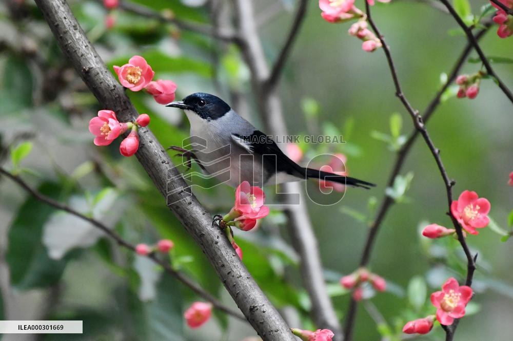 Black-headed Sibia