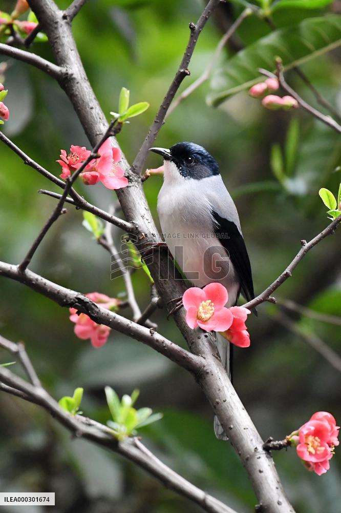 Black-headed Sibia