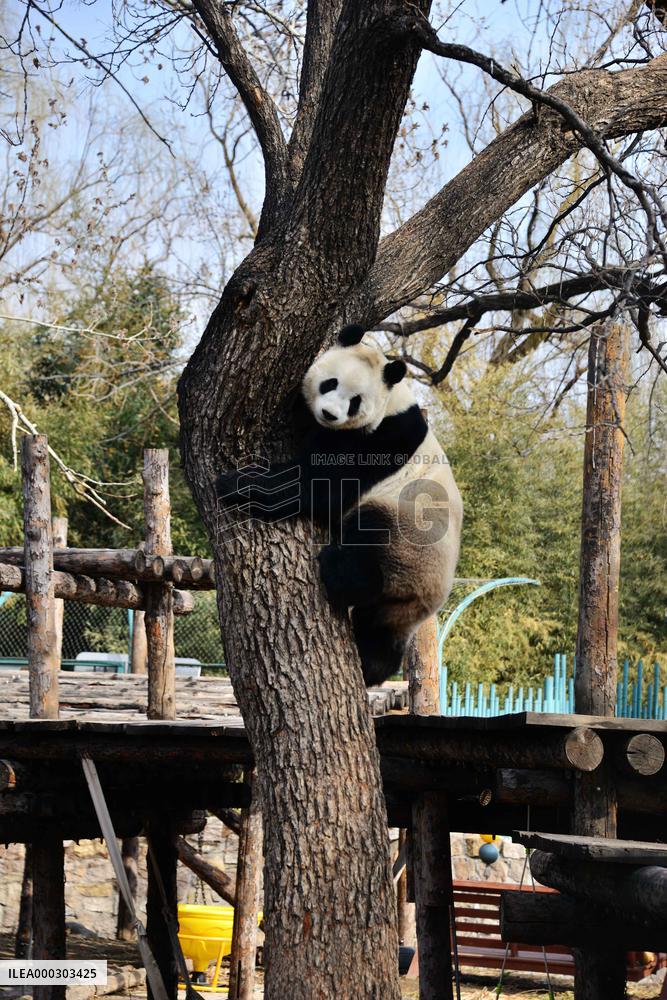 Panda Life