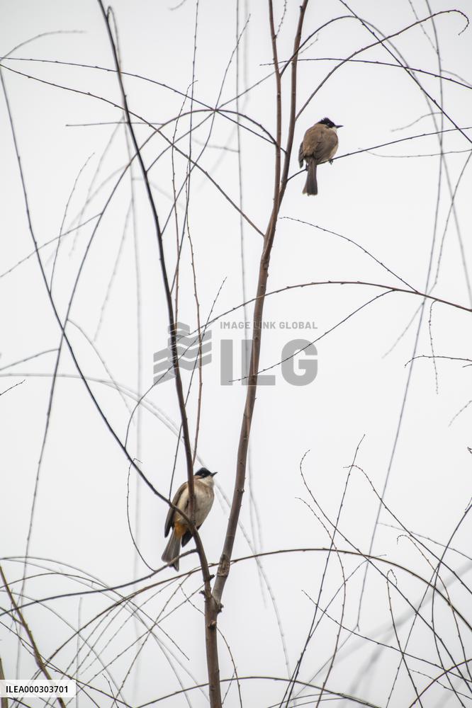 Bird Forages On A Willow Branch