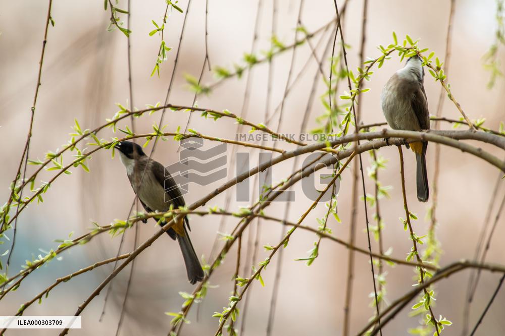 Bird Forages On A Willow Branch