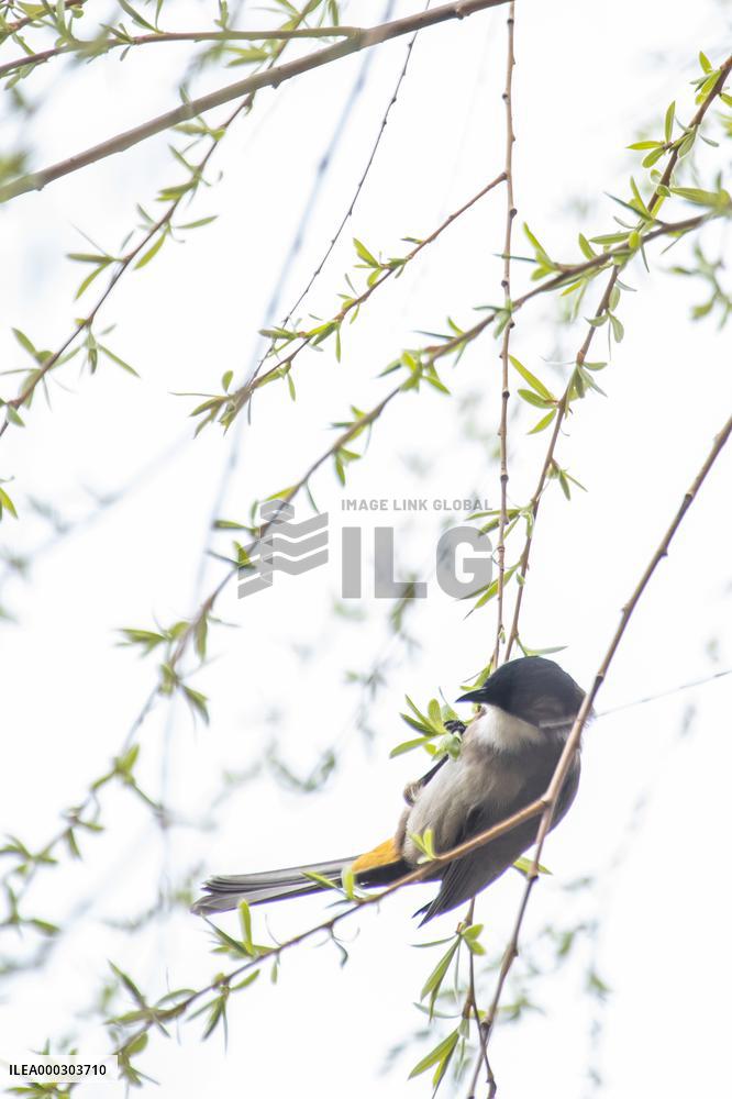 Bird Forages On A Willow Branch
