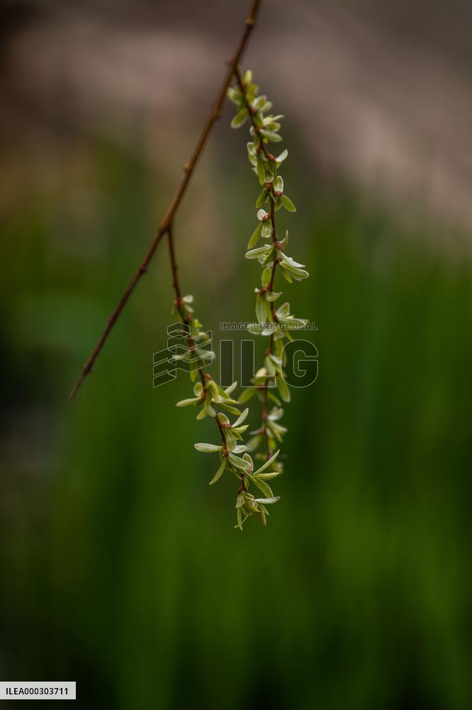 Bird Forages On A Willow Branch
