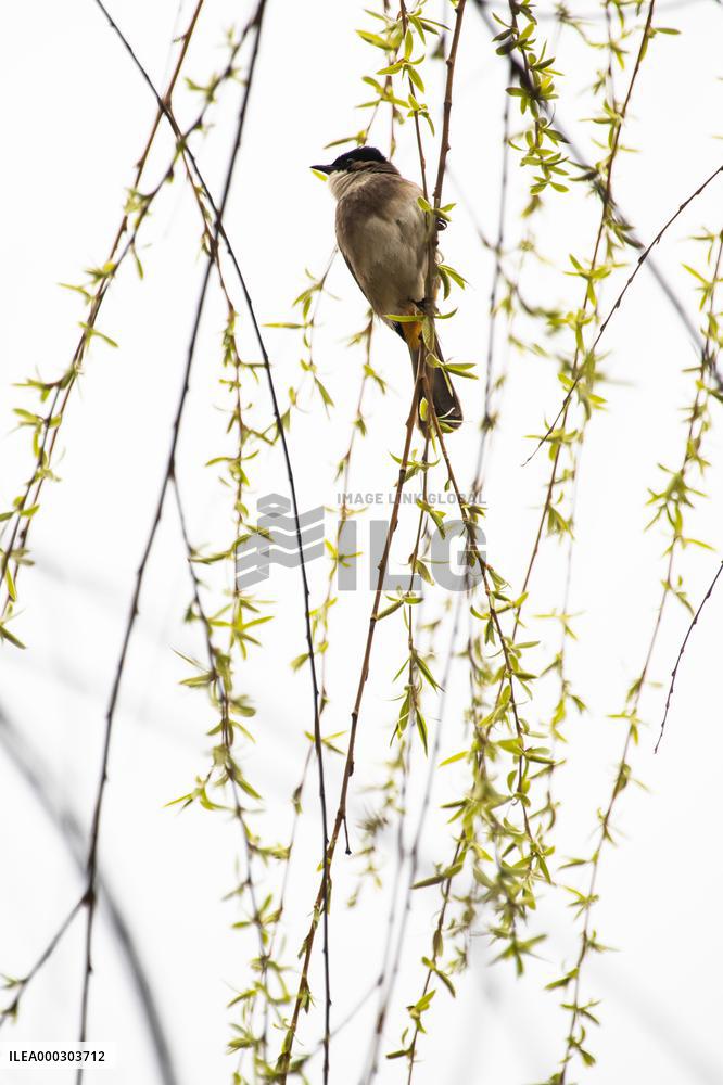 Bird Forages On A Willow Branch