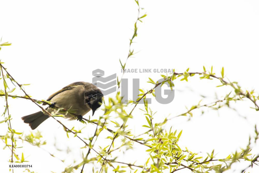 Bird Forages On A Willow Branch
