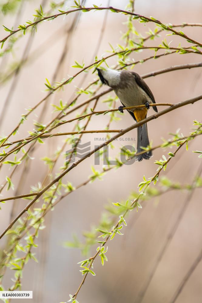 Bird Forages On A Willow Branch