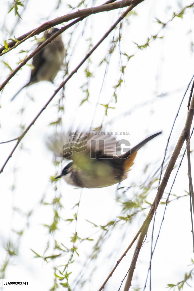 Bird Forages On A Willow Branch