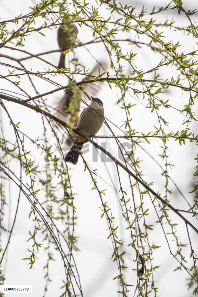 Bird Forages On A Willow Branch