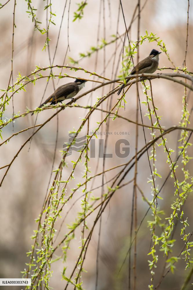 Bird Forages On A Willow Branch