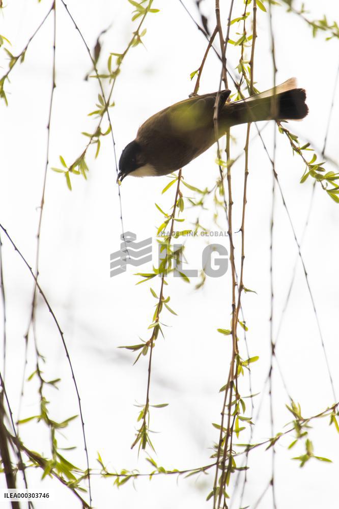 Bird Forages On A Willow Branch