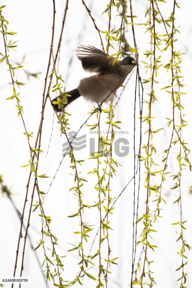 Bird Forages On A Willow Branch