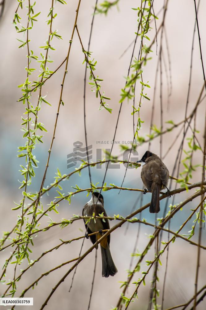 Bird Forages On A Willow Branch
