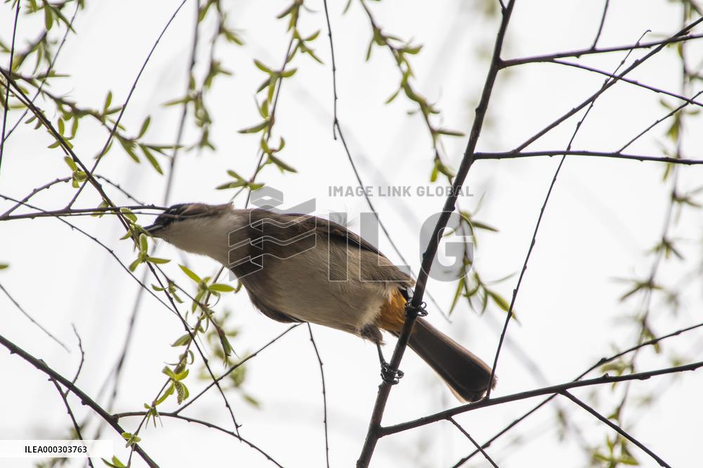 Bird Forages On A Willow Branch