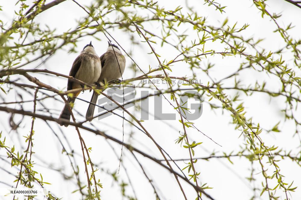 Bird Forages On A Willow Branch