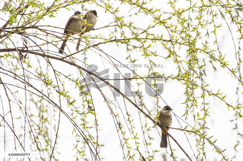 Bird Forages On A Willow Branch